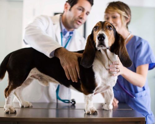 Curso de Auxiliar de Medicina Veterinária