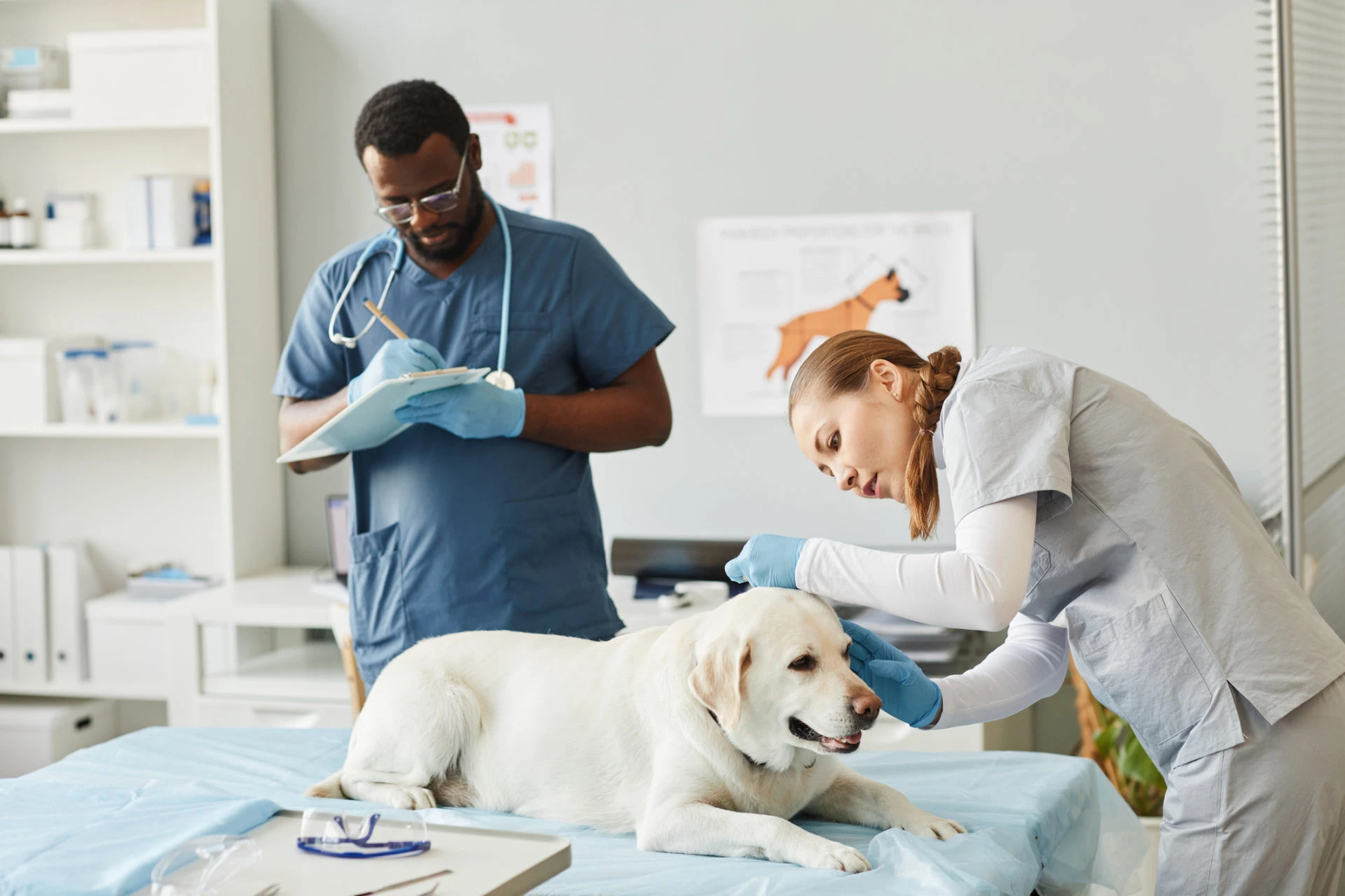auxiliar de veterinária a prestar cuidados a um cão
