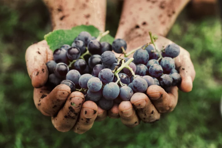 Mãos de profissional em winemarketing a segurarem cachos de uvas.