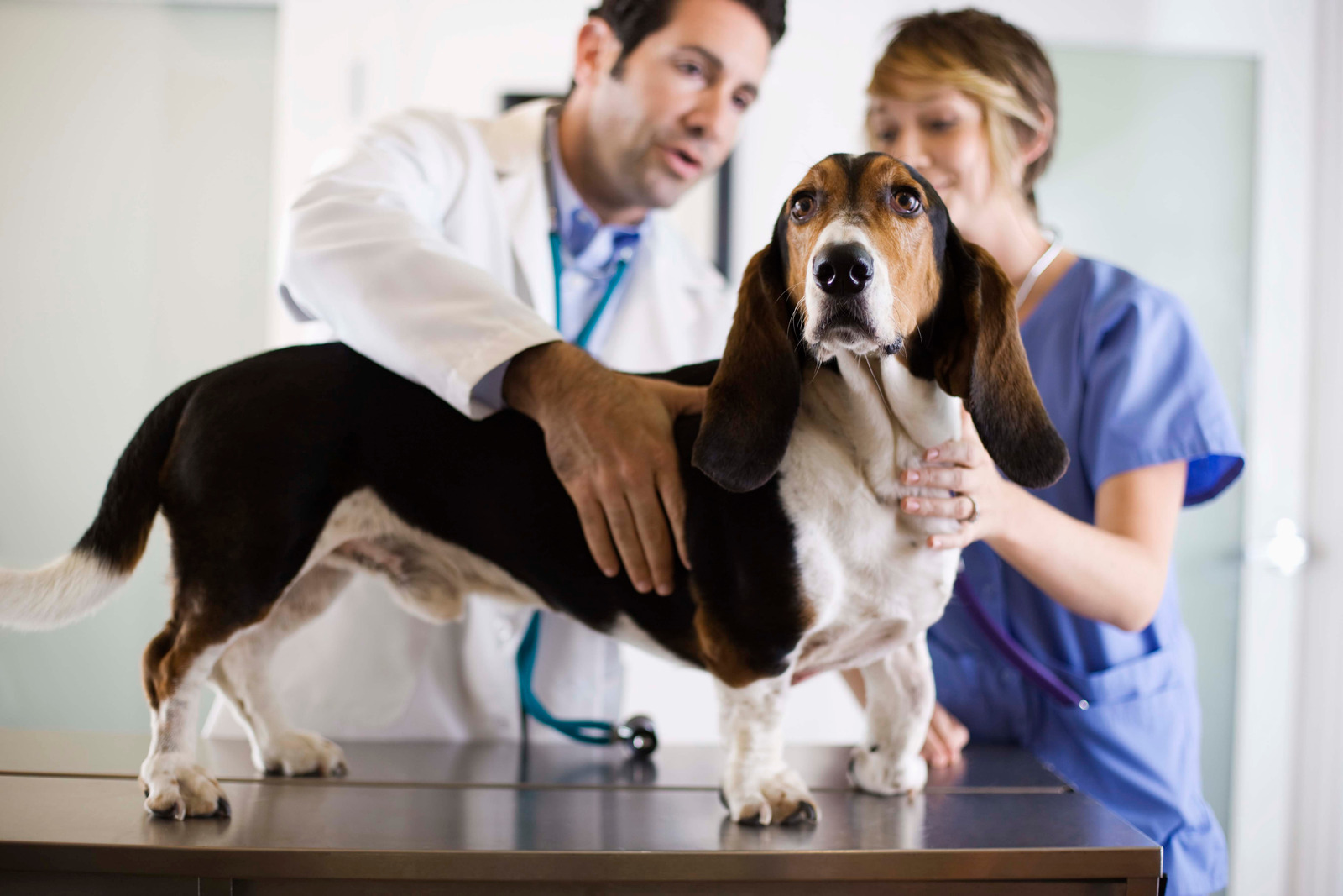 Curso de Auxiliar de Medicina Veterinária - Centros de Formação Talento